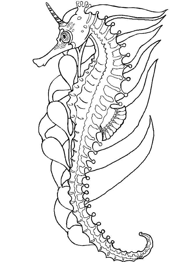 sea horse coloring pages - photo #19