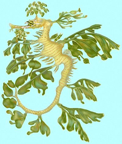 Sea Dragon